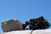 Sierra Nevada